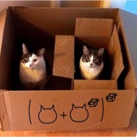 Matemáticas gatunas