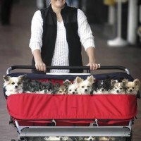 Solteros exigentes (perros)