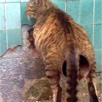 En ocasiones veo gatos