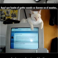 Gatito durmiendo