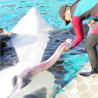 polla_ballena