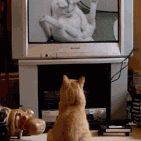 porno_gatuno