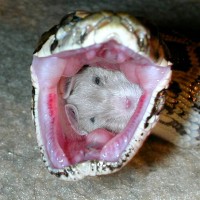 stuardlittle