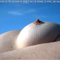 pielgallina