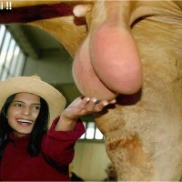 huevos_vaca