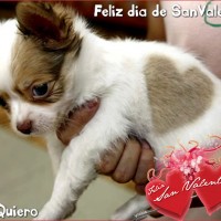 perrito