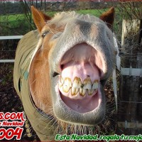 caballo