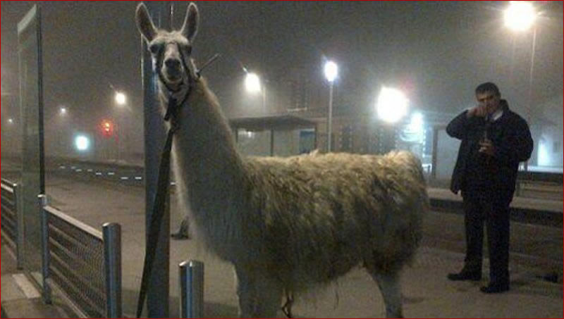 llama en tranvia