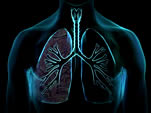 pulmones