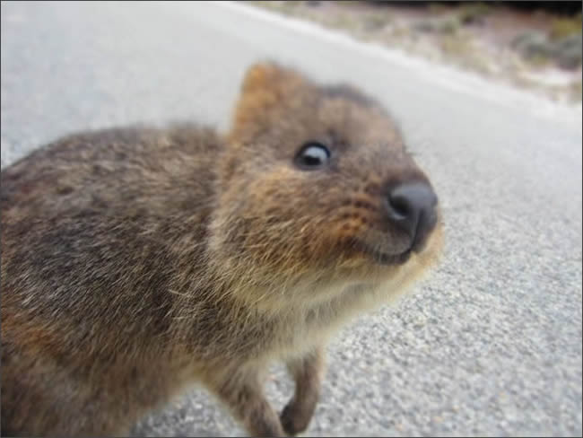 Quokka