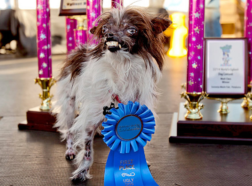 new-ugliest-dog-1