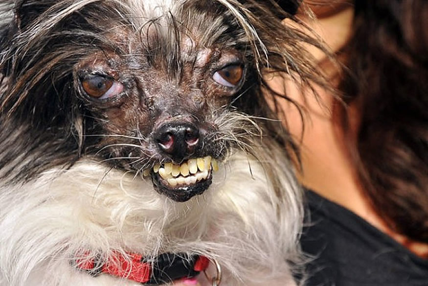 new-ugliest-dog-2