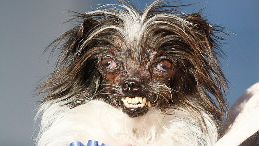 new-ugliest-dog-3