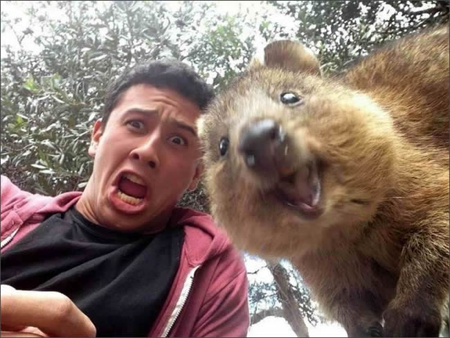 Quokka