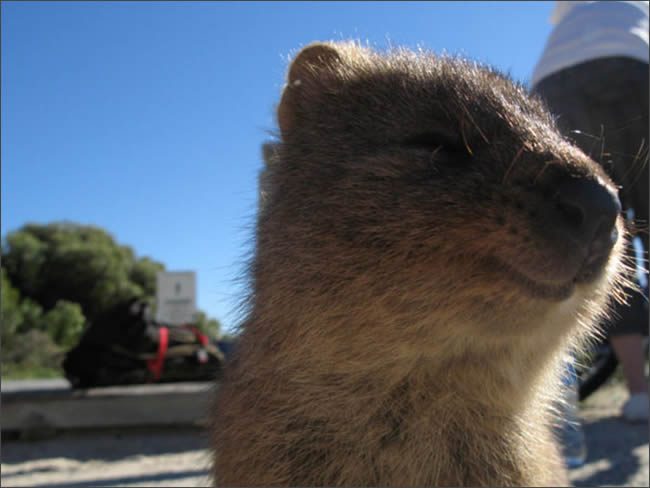 sonrie-animal