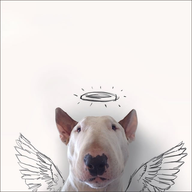 perro-angel