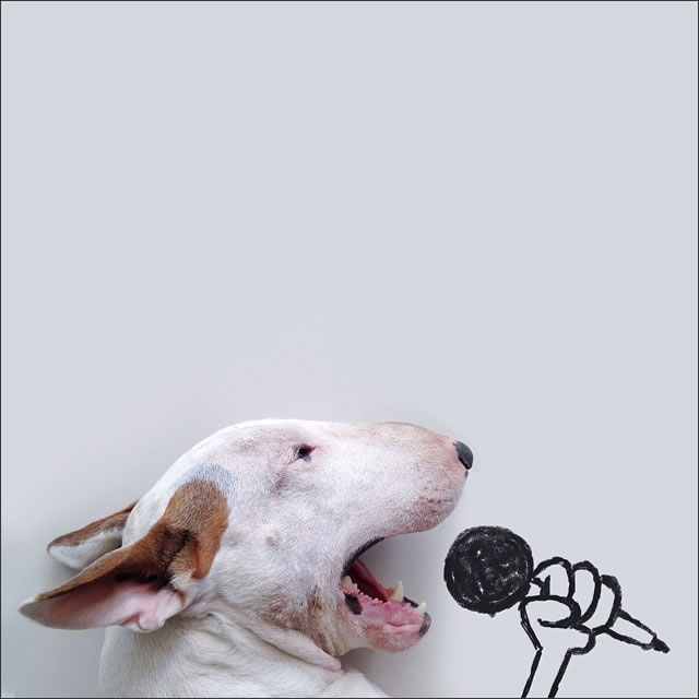 perro-canta