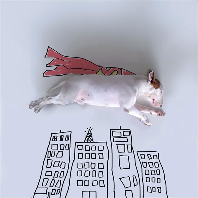 perro-superman