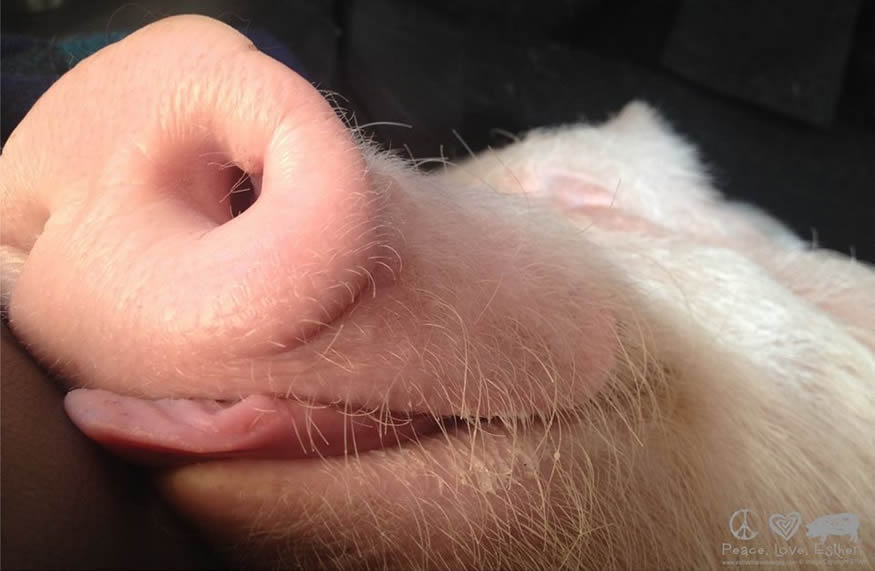 mini cerdito