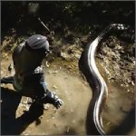 serpiente-fail-comida