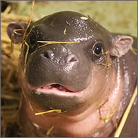Bebé hipopótamo