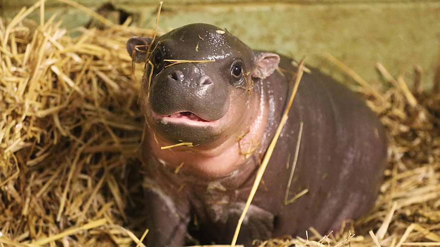 Bebé hipopótamo