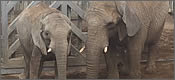 elefantes-cochinos2