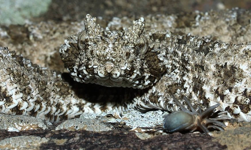 víbora cola de araña