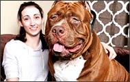 pitbull gigante