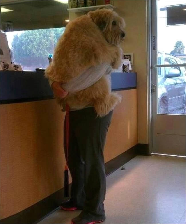 perro-veterinario-abrazo