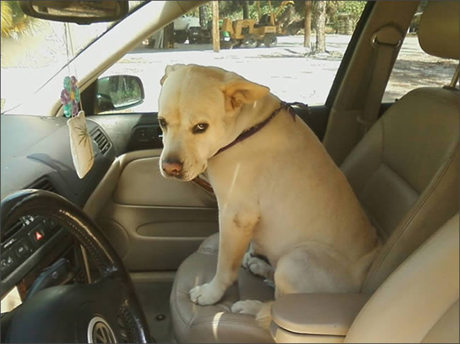 Tu perro cuando se da cuenta que vais al veterinario