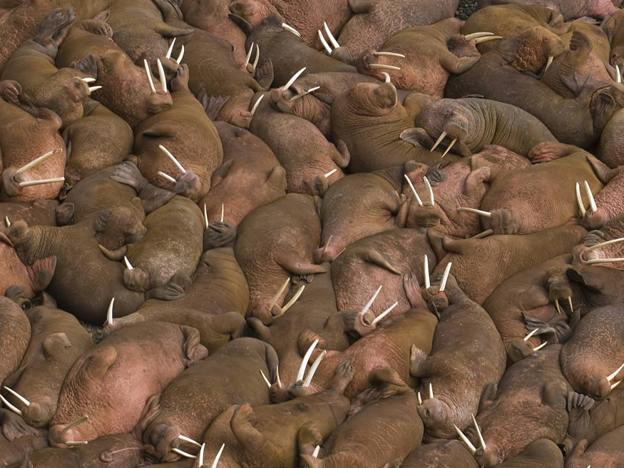 Morsas en directo desde Alaska