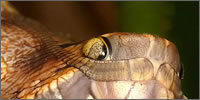 capullo con pinta de serpiente