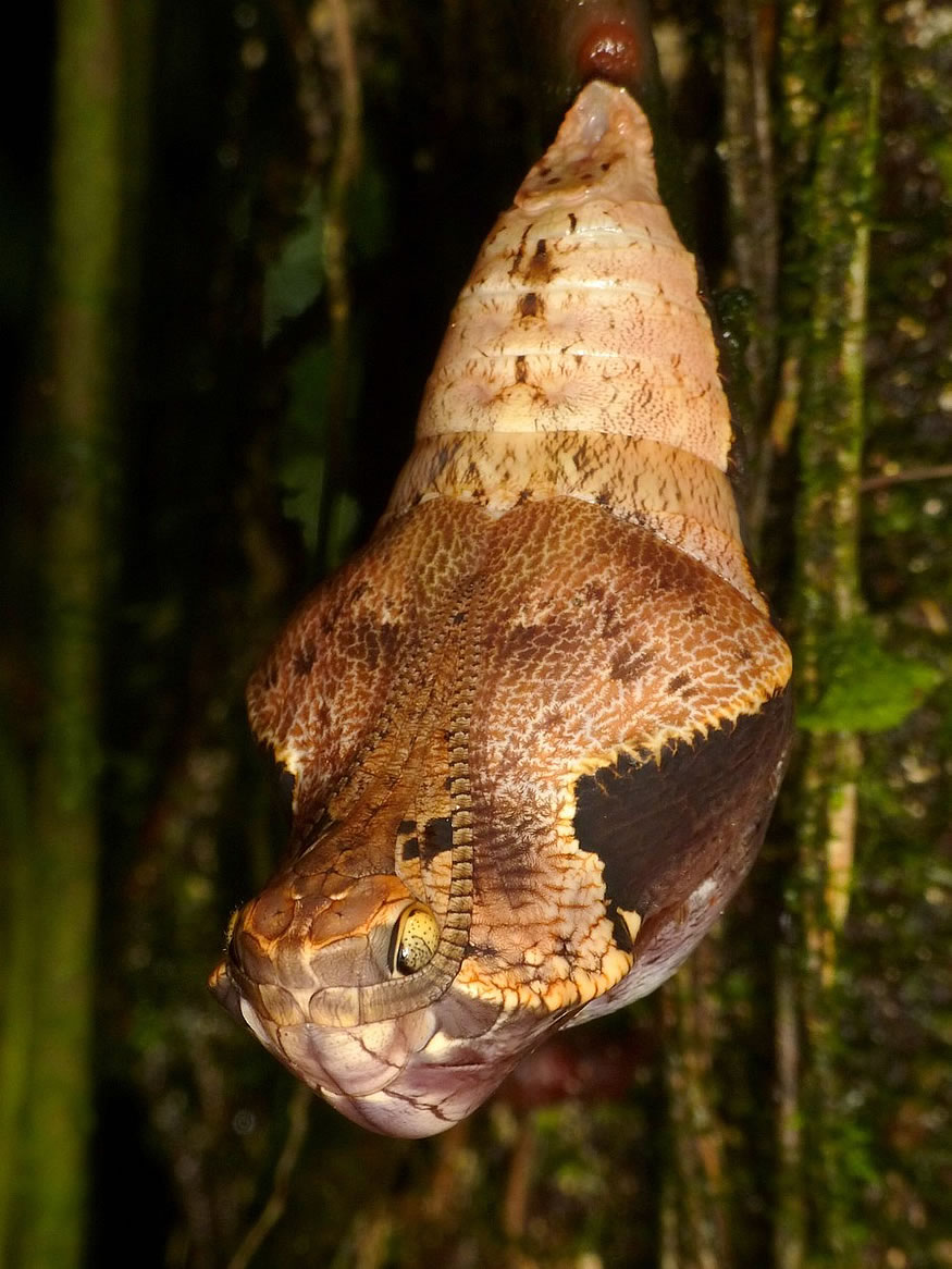 capullo-serpiente-f0