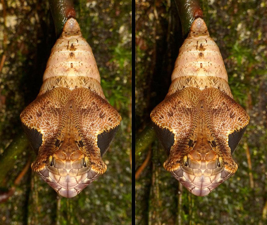 Capullo de mariposa con mala pinta