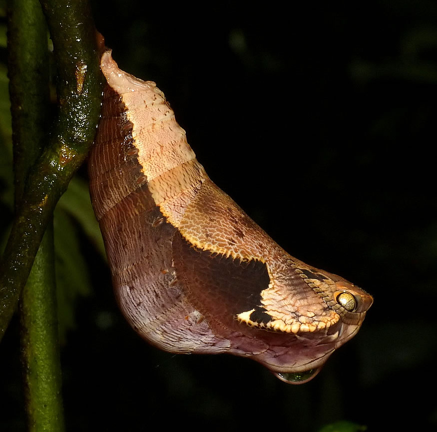 Capullo de mariposa con mala pinta