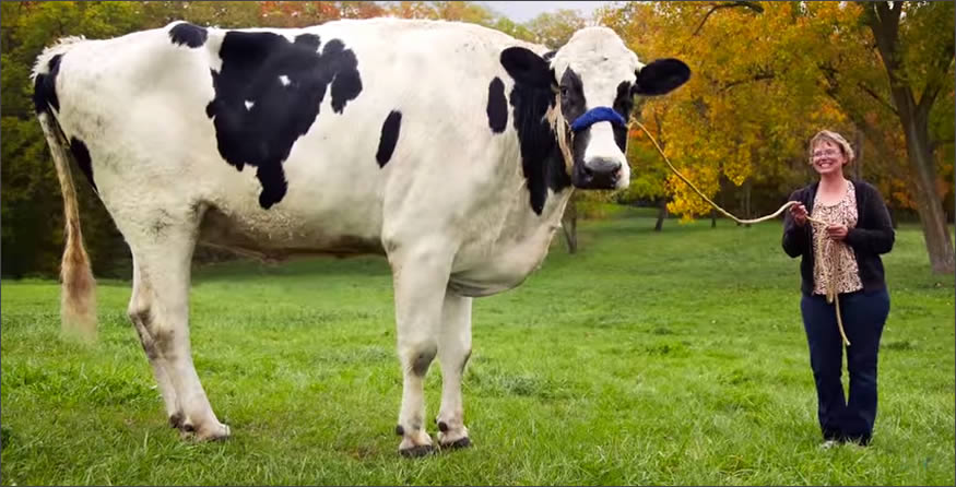 Vaca gigante