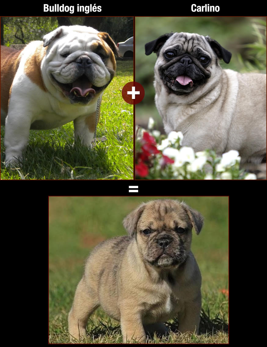 perros-bulldog