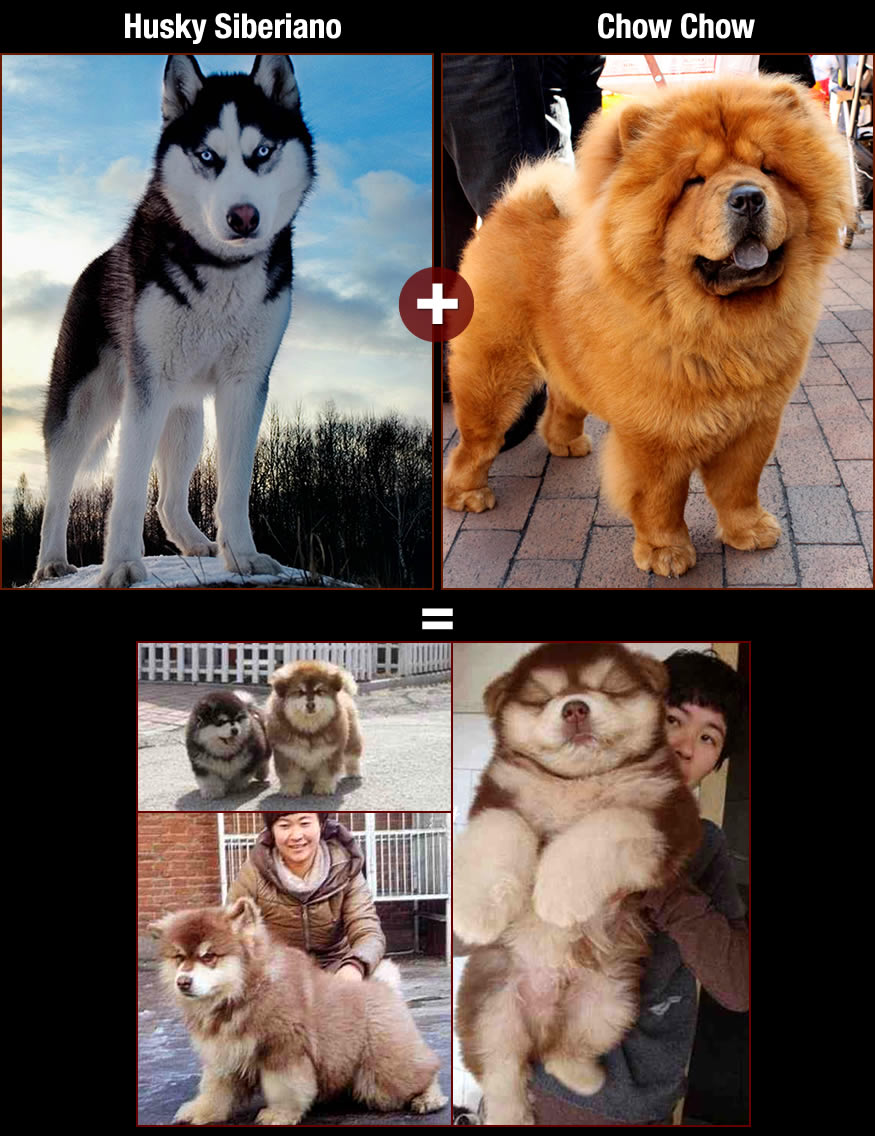 perros-husky-chow