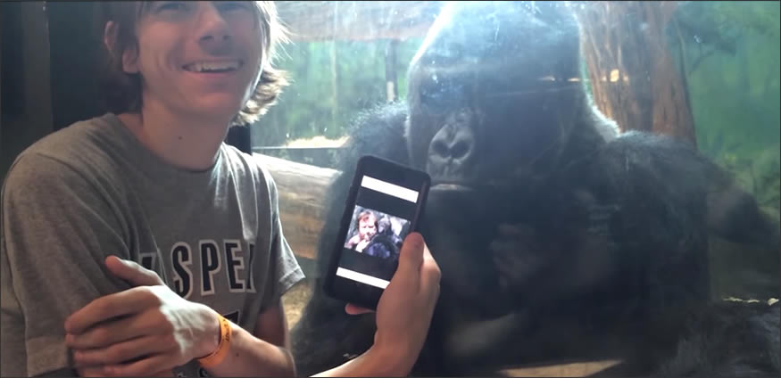 fotos de gorilas