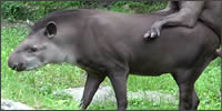tapir-leche