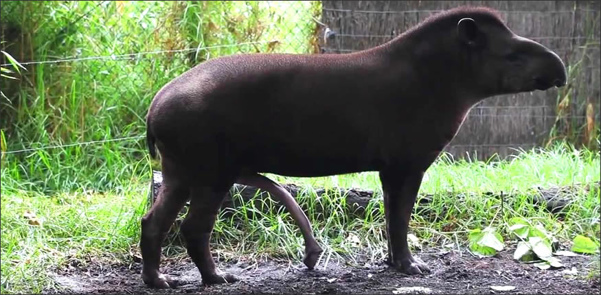 tapir