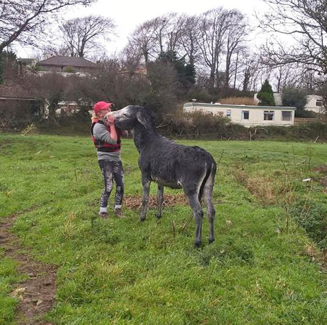 burro-saludos