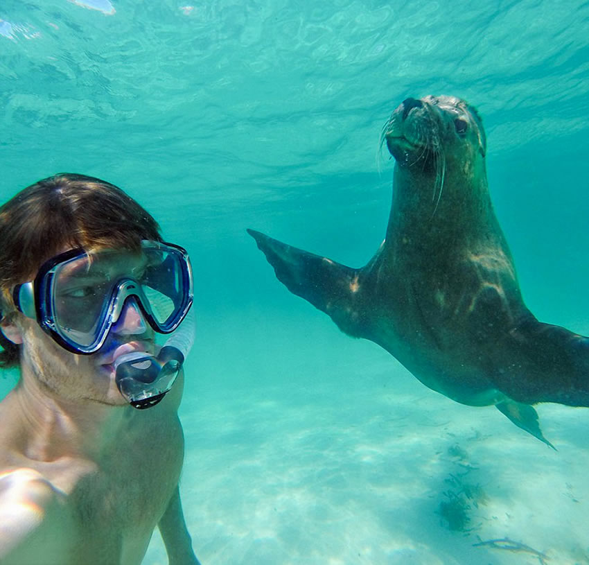 selfie-foca