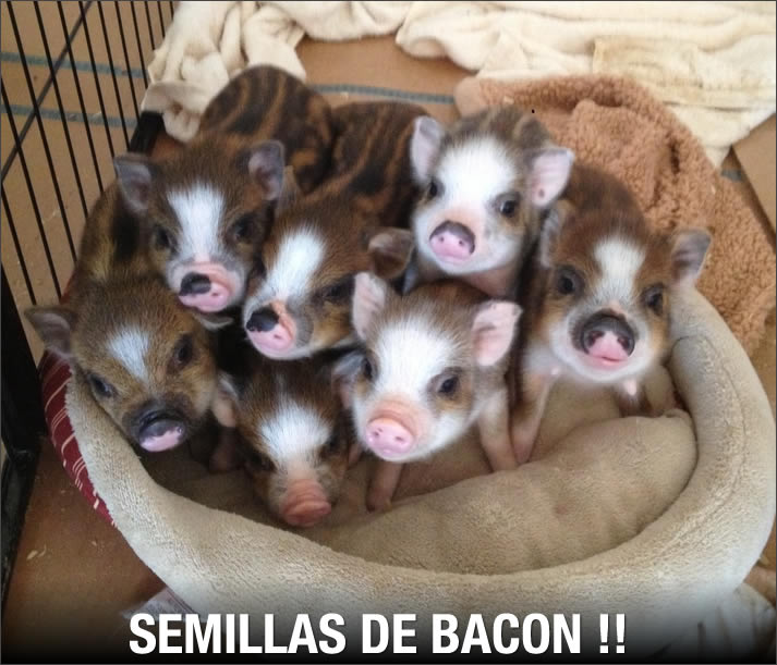 semillas-bacon