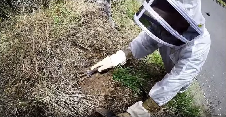 Como eliminar nidos de avispas