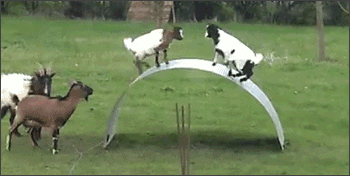 cabras-balancin