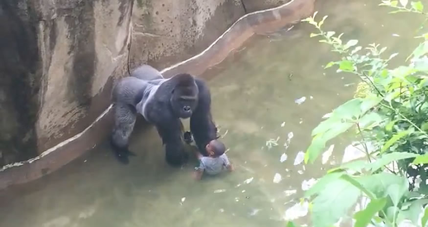 Niño cae en la fosa del gorila