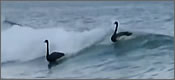 cisnes-surfistas-t
