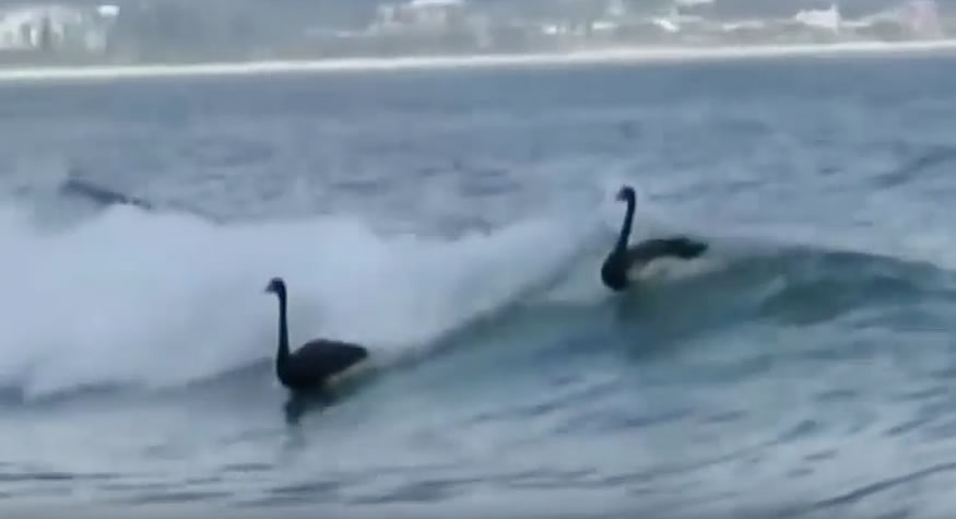 cisnes-surfistas1